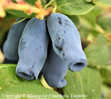 Lonicera caerulea var. kamtschatica 'Aurora', makeasinikuusama